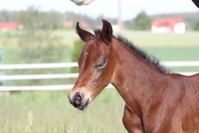Lasan Fohlen 3